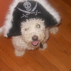 Meet your Posher, Jay jay